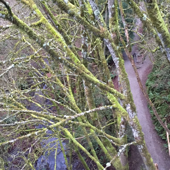Mossy tree branches over a trail.